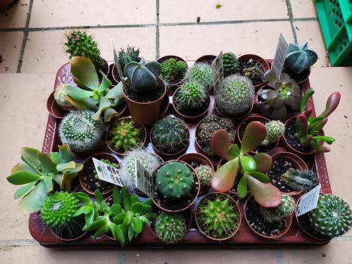 Imagen principal Cactus pequeño