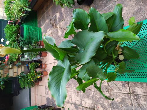 Imagen principal Callas blancas