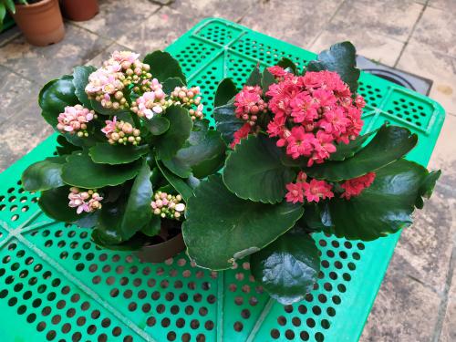 Imagen principal Kalanchoes varios colores