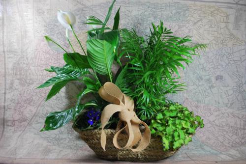 Imagen principal Capazo de esparto con composición de plantas