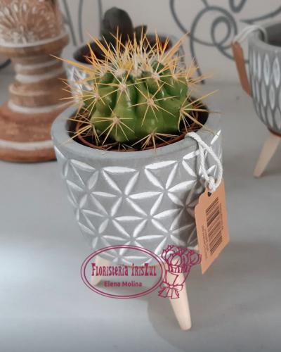 Imagen principal Cactus mini con macetero