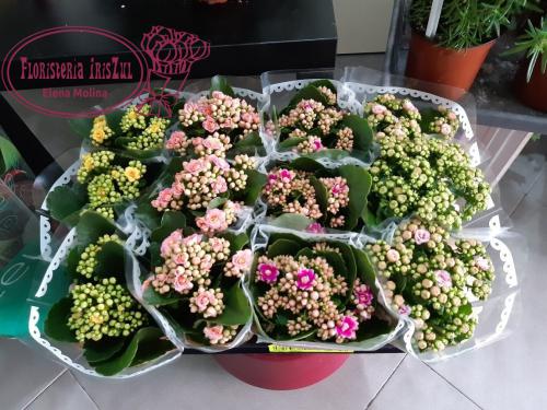 Imagen principal Macetas de Kalanchoe