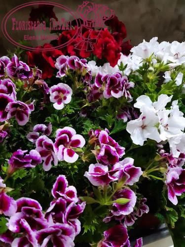 Imagen principal Pelargonium