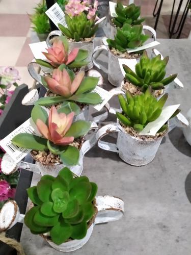 Imagen principal Cactus en regadera