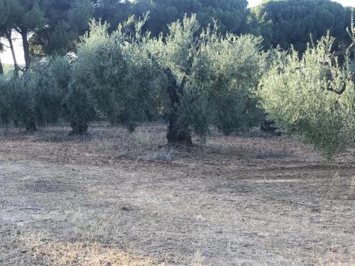 Imagen principal TERRENO EN VENTA EN HINOJOS, HUELVA