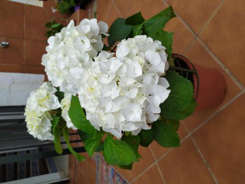 Imagen principal Hortensia