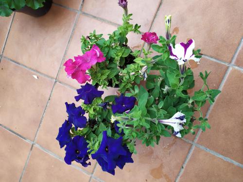 Imagen principal Petunias
