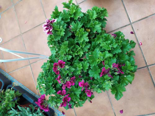 Imagen principal Pelargonios